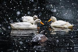 Quatre canards nageant sur une eau sombre sous d’épais flocons de neige sur le lac du parc, contrastes hivernaux.