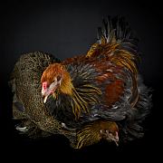 Couple de poules Brahma sur fond noir, plumage roux et gris contrasté, éclairage studio précis sur les textures.