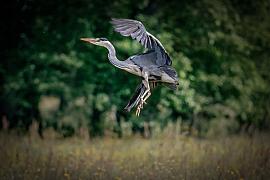 Héron cendré aux ailes déployées en phase d’atterrissage au-dessus d’une prairie sauvage avec arrière-plan boisé flou.