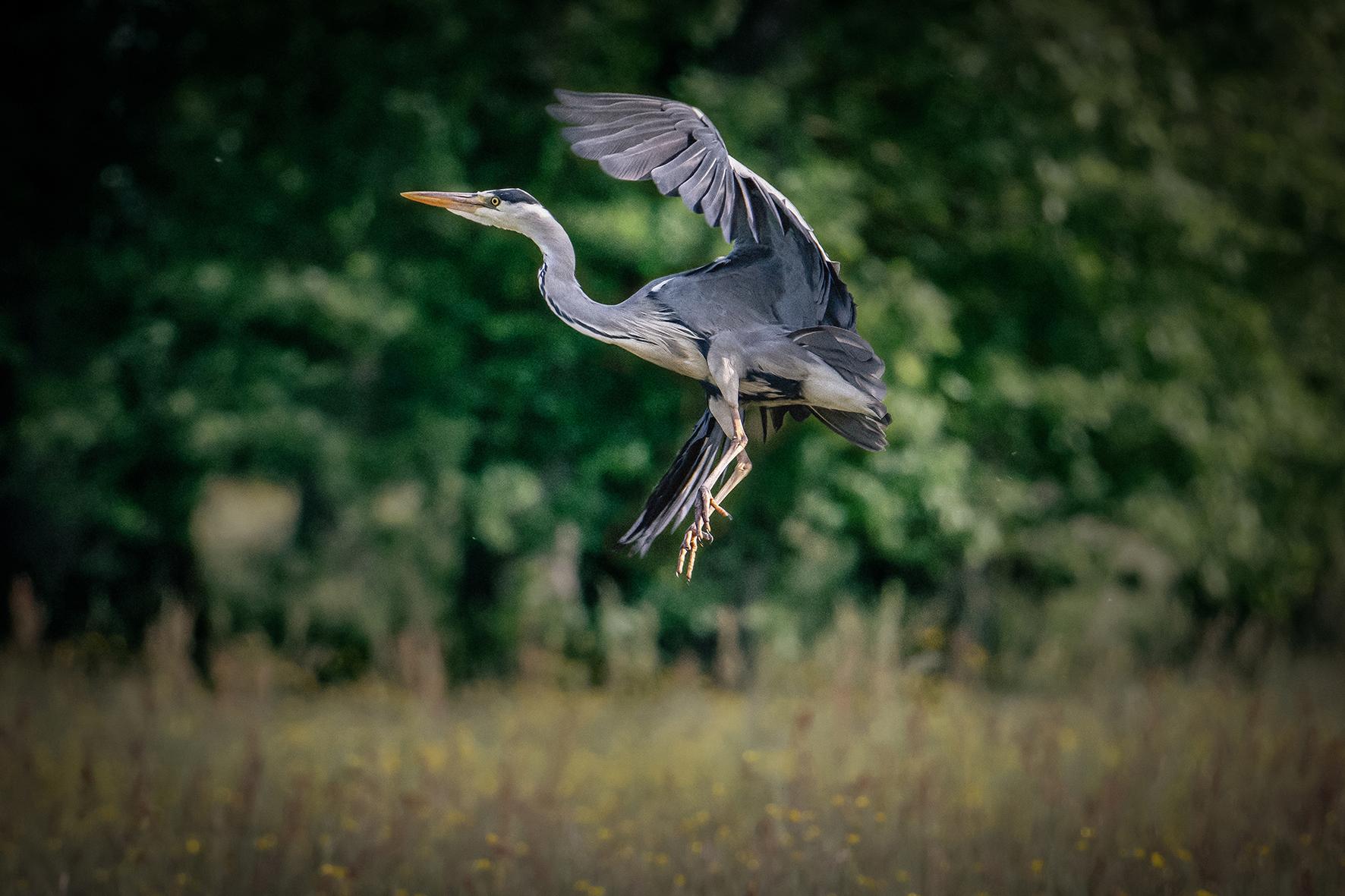 Héron cendré aux ailes déployées en phase d’atterrissage au-dessus d’une prairie sauvage avec arrière-plan boisé flou.