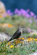 Pipit farlouse sur roche à lichen jaune, arrière-plan floral pourpre flou, focus net sur l’oiseau en plein jour.
