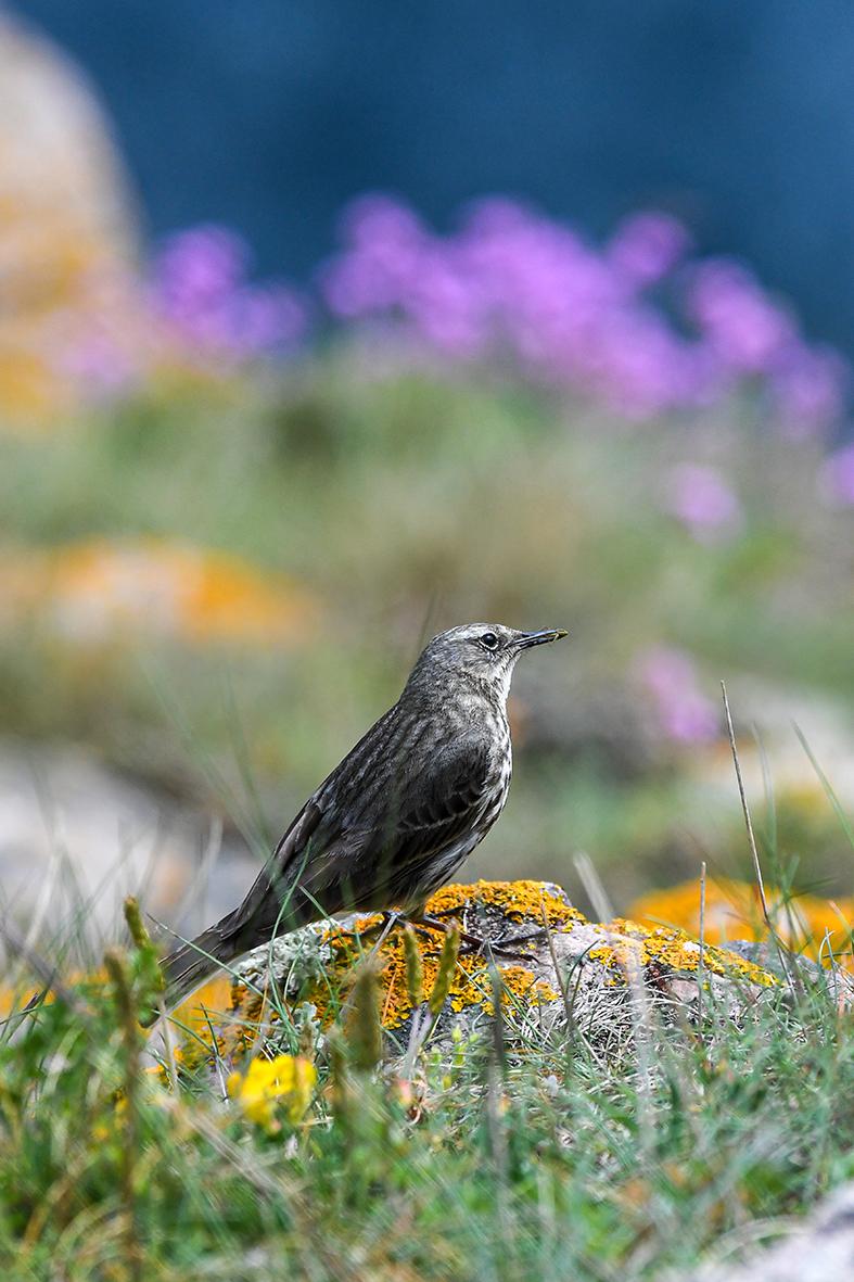Pipit farlouse sur roche à lichen jaune, arrière-plan floral pourpre flou, focus net sur l’oiseau en plein jour.