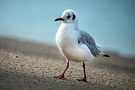 Mouette rieuse marchant sur le sable, plumage blanc et gris, bec rouge, arrière-plan bleu flou en lumière naturelle.