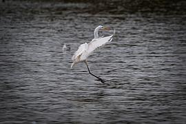 Grande aigrette blanche aux ailes déployées atterrissant sur l’eau sombre, pattes tendues et plumes visibles.