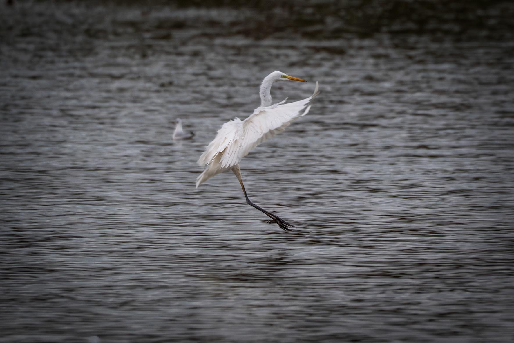 Grande aigrette blanche aux ailes déployées atterrissant sur l’eau sombre, pattes tendues et plumes visibles.