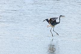 Héron cendré aux ailes déployées survolant l’eau. Plumage gris détaillé et reflets sur la surface calme.