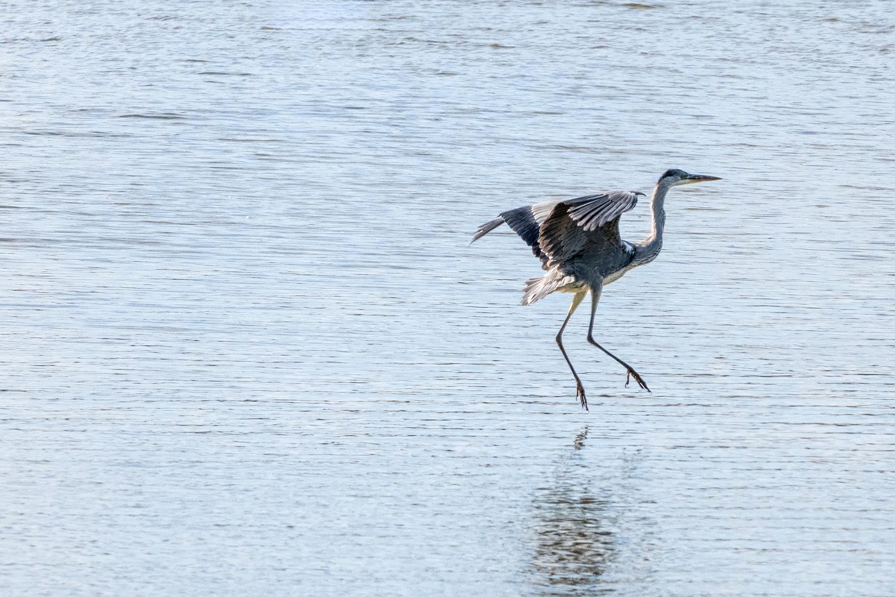 Héron cendré aux ailes déployées survolant l’eau. Plumage gris détaillé et reflets sur la surface calme.